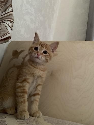 Пропала : Беспородная, Мальчик, Рыжий at lalafo.kg Пропала : Беспородная, Мальчик, Рыжий