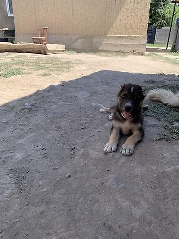 Алабай, 1 месяц, Самец at lalafo.kg Алабай, 1 месяц, Самец