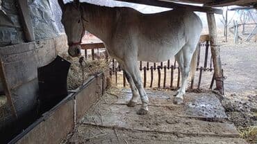 Продаю | Кобыла (самка) | Рабочий | Племенные at lalafo.kg Продаю | Кобыла (самка) | Рабочий | Племенные