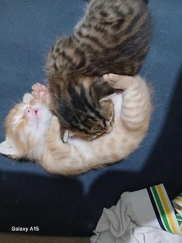 Котята — пара очаровательных малышей Описание: - Два котёнка из at lalafo.kg Котята — пара очаровательных малышей Описание: - Два котёнка из