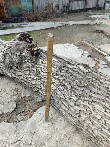 Продаю 2 ствола ореха длина 2,40 и 210; диаметр 0,60. цена at lalafo.kg Продаю 2 ствола ореха длина 2,40 и 210; диаметр 0,60. цена