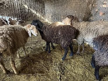 Продаю | Овца (самка) | Для разведения at lalafo.kg Продаю | Овца (самка) | Для разведения