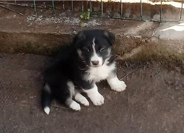 Продаем щенков Карельской медвежьей собаки at lalafo.kg Продаем щенков Карельской медвежьей собаки