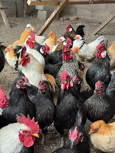 Продаю | Куры, Петух | Для разведения at lalafo.kg Продаю | Куры, Петух | Для разведения
