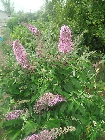 Mini: Буддлея (Buddleja davidii) — декоративный кустарник с длинными lalafo.kg да — 5 Mini: Буддлея (Buddleja davidii) — декоративный кустарник с длинными — 5