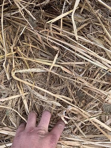 Арпа саман даныменен доставка at lalafo.kg Арпа саман даныменен доставка