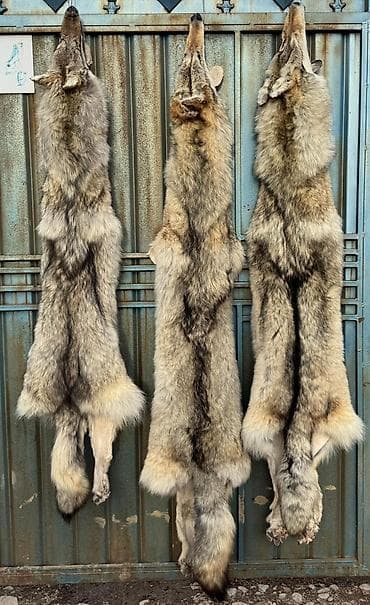 Ковер Шкура at lalafo.kg Ковер Шкура