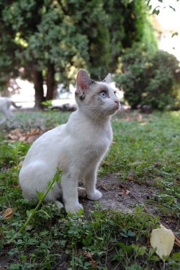 Кошка даром: Сиамская, 7 месяцев, Девочка at lalafo.kg Кошка даром: Сиамская, 7 месяцев, Девочка