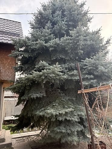 Ель голубая (Picea pungens, колючая ель) — крупномер для участка at lalafo.kg Ель голубая (Picea pungens, колючая ель) — крупномер для участка