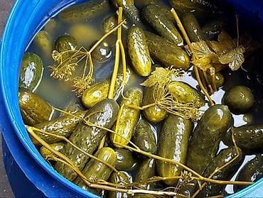 Соленые огурцы
самовывоз
доставка от 100 кг at lalafo.kg Соленые огурцы
самовывоз
доставка от 100 кг