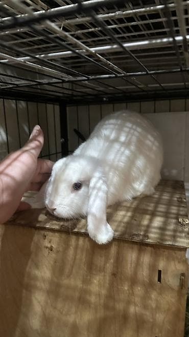 Деңиз чочколору: Для разведения декоративных кроликов. есть пара половозрелых lalafo.kg да — 1 Деңиз чочколору: Для разведения декоративных кроликов. есть пара половозрелых — 1