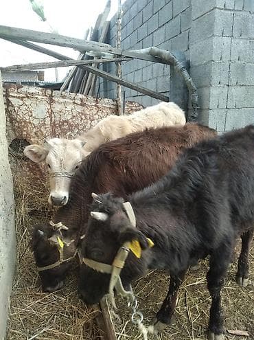 Продаю | Тёлка at lalafo.kg Продаю | Тёлка