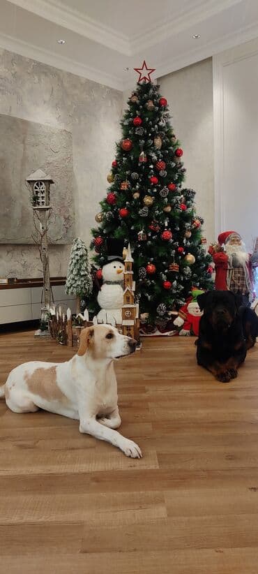 Дрессировка и воспитание собак Уделите время своему питомцу в начале at lalafo.kg Дрессировка и воспитание собак Уделите время своему питомцу в начале