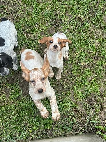 Спаниель, 2 месяца, Самка at lalafo.kg Спаниель, 2 месяца, Самка