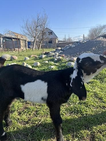 Продаю | Козлёнок | Нубийская | Для разведения | Племенные at lalafo.kg Продаю | Козлёнок | Нубийская | Для разведения | Племенные