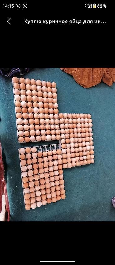 Куплю куриные яйца для инкубации. Нужны свежие яйца от домашних at lalafo.kg Куплю куриные яйца для инкубации. Нужны свежие яйца от домашних
