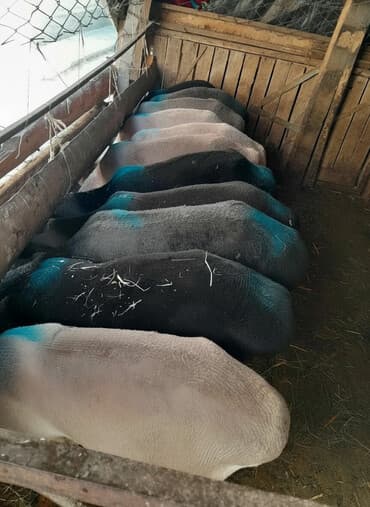 Продаю | Баран (самец), Ягненок | На забой | Матка at lalafo.kg Продаю | Баран (самец), Ягненок | На забой | Матка