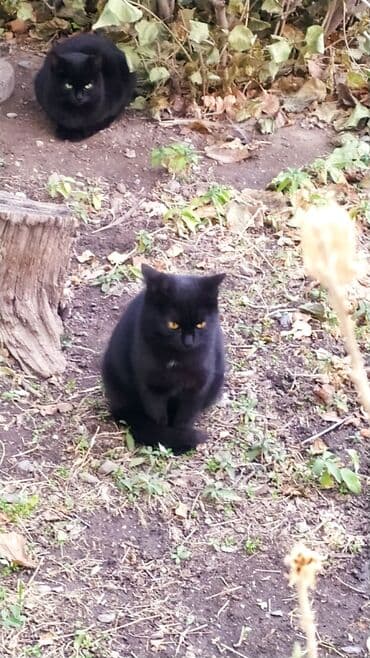 Отдам кошку и котят в хорошие руки хорошие охотники за мышами at lalafo.kg Отдам кошку и котят в хорошие руки хорошие охотники за мышами