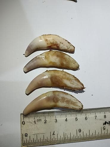 Набор из 4 изогнутых зубов/клыков для коллекции, обучения, таксидермии at lalafo.kg Набор из 4 изогнутых зубов/клыков для коллекции, обучения, таксидермии