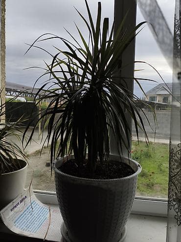 Драцена маргината (Dracaena marginata) в декоративном горшке at lalafo.kg Драцена маргината (Dracaena marginata) в декоративном горшке