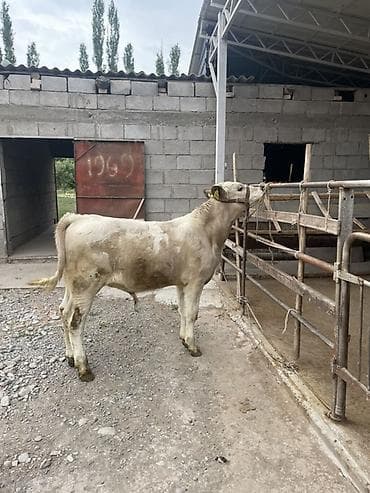 Продаю | Бык (самец), Музоо, торпок | Шароле | На откорм | Искусственник at lalafo.kg Продаю | Бык (самец), Музоо, торпок | Шароле | На откорм | Искусственник