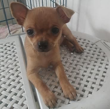 Чихуахуа, 2 месяца, Самец at lalafo.kg Чихуахуа, 2 месяца, Самец
