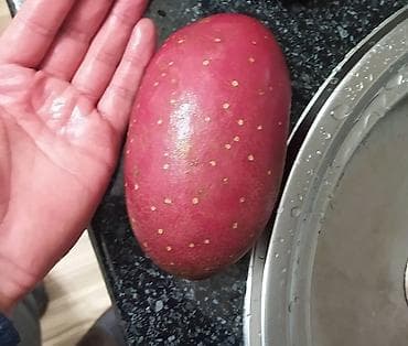 Oldsmobile: Урматуу дыйкандар! Голландиядан 2022жылы келген (ГЕРЕЗЕ) сортундагы at lalafo.kg — 4 Oldsmobile: Урматуу дыйкандар! Голландиядан 2022жылы келген (ГЕРЕЗЕ) сортундагы — 4