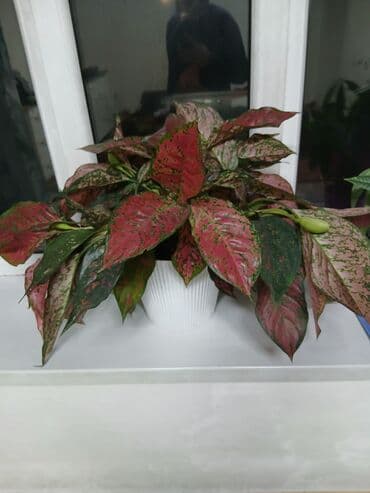 Декор для дома и сада at lalafo.kg Декор для дома и сада