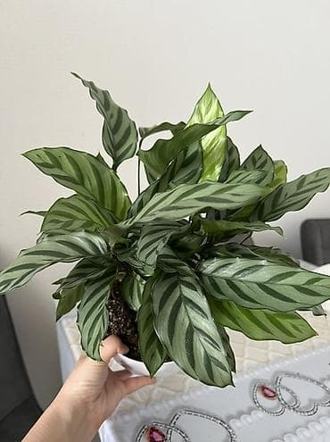 Калатея (вероятно Calathea makoyana/“peacock”) в декоративном белом at lalafo.kg Калатея (вероятно Calathea makoyana/“peacock”) в декоративном белом