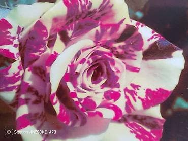 Саженцы at lalafo.kg Саженцы