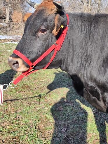 Продаю | Тёлка | Для молока | Стельные, Искусственник, Нетель at lalafo.kg Продаю | Тёлка | Для молока | Стельные, Искусственник, Нетель