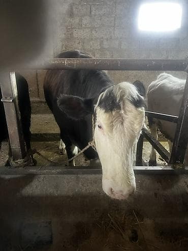 Продаю | Корова (самка) | Полукровка | На откорм | Привязанные at lalafo.kg Продаю | Корова (самка) | Полукровка | На откорм | Привязанные