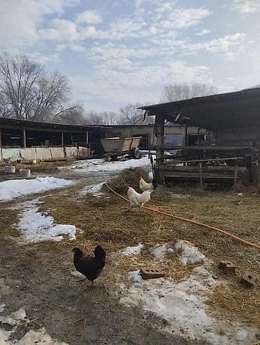 Продается дом общей площадью 100кв на участке 38соток.Дом на два at lalafo.kg — 9 Продается дом общей площадью 100кв на участке 38соток.Дом на два — 9