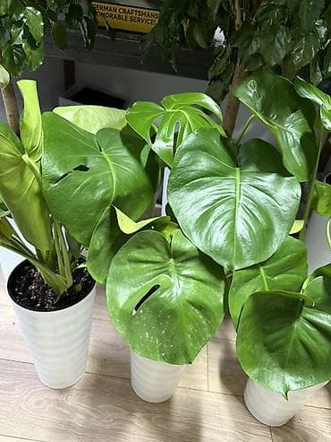 Монстера делициоза (Monstera deliciosa) в декоративном кашпо - lalafo.kg да Монстера делициоза (Monstera deliciosa) в декоративном кашпо -