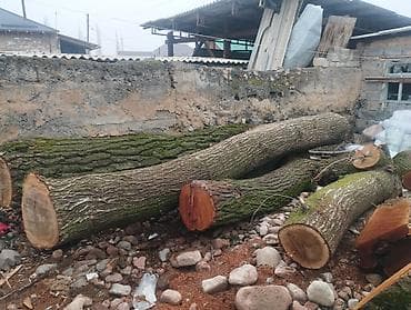 Бревна лиственные, распиленные на отрезки. - Порода: лиственная (по at lalafo.kg Бревна лиственные, распиленные на отрезки. - Порода: лиственная (по