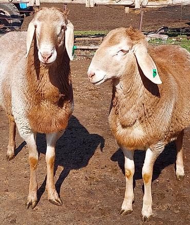 Продаю | Ягненок, Баран (самец) | Для разведения | Племенные, Осеменитель at lalafo.kg — 6 Продаю | Ягненок, Баран (самец) | Для разведения | Племенные, Осеменитель — 6