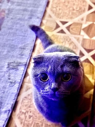 Шотландская вислоухая кошка (Scottish Fold), окрас дымчато‑серый at lalafo.kg Шотландская вислоухая кошка (Scottish Fold), окрас дымчато‑серый