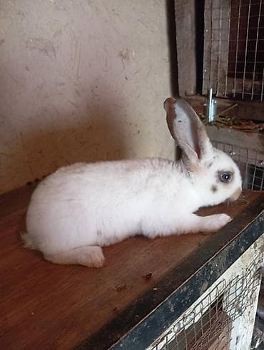 Продаю | Крольчата | Для разведения at lalafo.kg Продаю | Крольчата | Для разведения