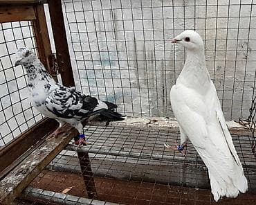 Почтовые пара 1000 сом at lalafo.kg Почтовые пара 1000 сом