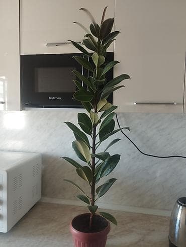 Антуриумдар: Фикус эластика (каучуконосный), комнатное растение в горшке. - lalafo.kg да — 1 Антуриумдар: Фикус эластика (каучуконосный), комнатное растение в горшке. - — 1