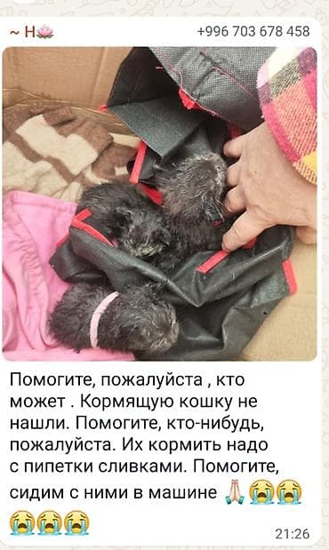 Найдена : Беспородная, Серый at lalafo.kg Найдена : Беспородная, Серый