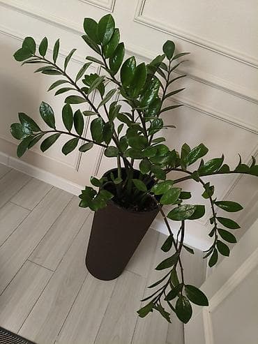 Замиокулькас и фикус лирата (Ficus lyrata) — крупные комнатные at lalafo.kg Замиокулькас и фикус лирата (Ficus lyrata) — крупные комнатные