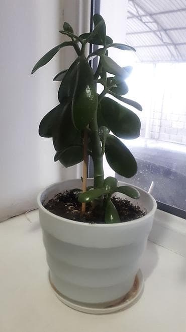 Толстянка (Crassula ovata, «денежное дерево») в горшке. - Суколент с at lalafo.kg Толстянка (Crassula ovata, «денежное дерево») в горшке. - Суколент с