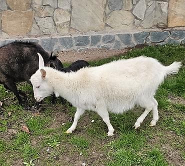Продаю | Коза (самка) | Для молока at lalafo.kg Продаю | Коза (самка) | Для молока