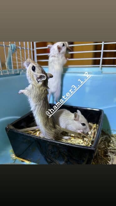 Шиншиллалар: Продаются РУЧНЫЕ песчанки. От них НЕТ ЗАПАХА, как от хомячков и крыс lalafo.kg да — 4 Шиншиллалар: Продаются РУЧНЫЕ песчанки. От них НЕТ ЗАПАХА, как от хомячков и крыс — 4