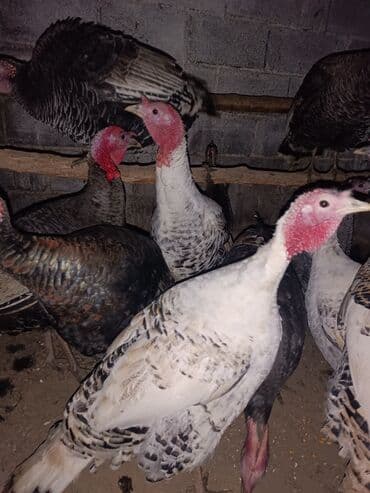 Продаю | Индюк (самец) | Для разведения | Племенные at lalafo.kg Продаю | Индюк (самец) | Для разведения | Племенные
