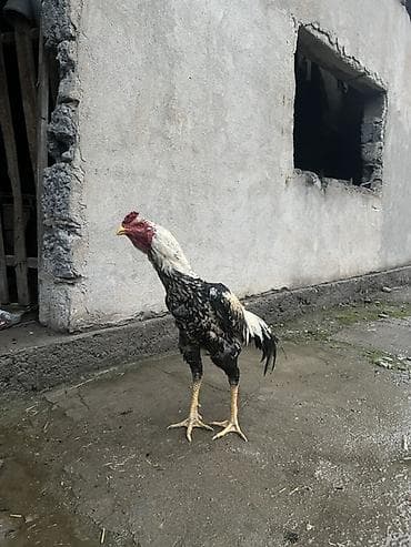 Продаю | Петух | Бойцовая | Для разведения at lalafo.kg — 5 Продаю | Петух | Бойцовая | Для разведения — 5