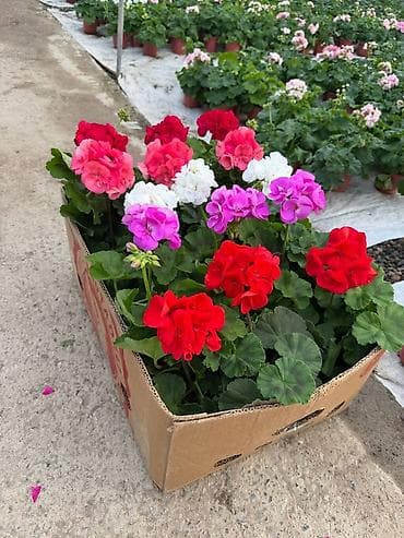 Proton: Комнатные цветы в горшках — ассортимент из теплицы - Каланхоэ at lalafo.kg — 3 Proton: Комнатные цветы в горшках — ассортимент из теплицы - Каланхоэ — 3