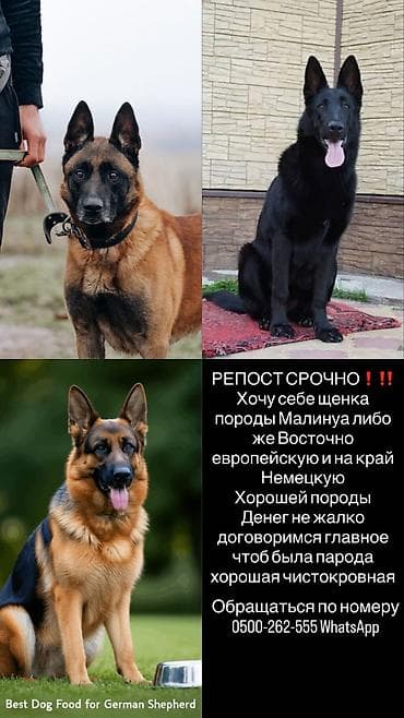 Куплю щенка породы Малинуа, Восточного Европейская, Немецкой овчкарки at lalafo.kg Куплю щенка породы Малинуа, Восточного Европейская, Немецкой овчкарки
