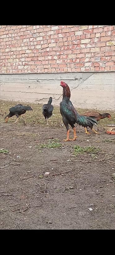 Продаю | Куры | Бойцовая | Для разведения at lalafo.kg Продаю | Куры | Бойцовая | Для разведения